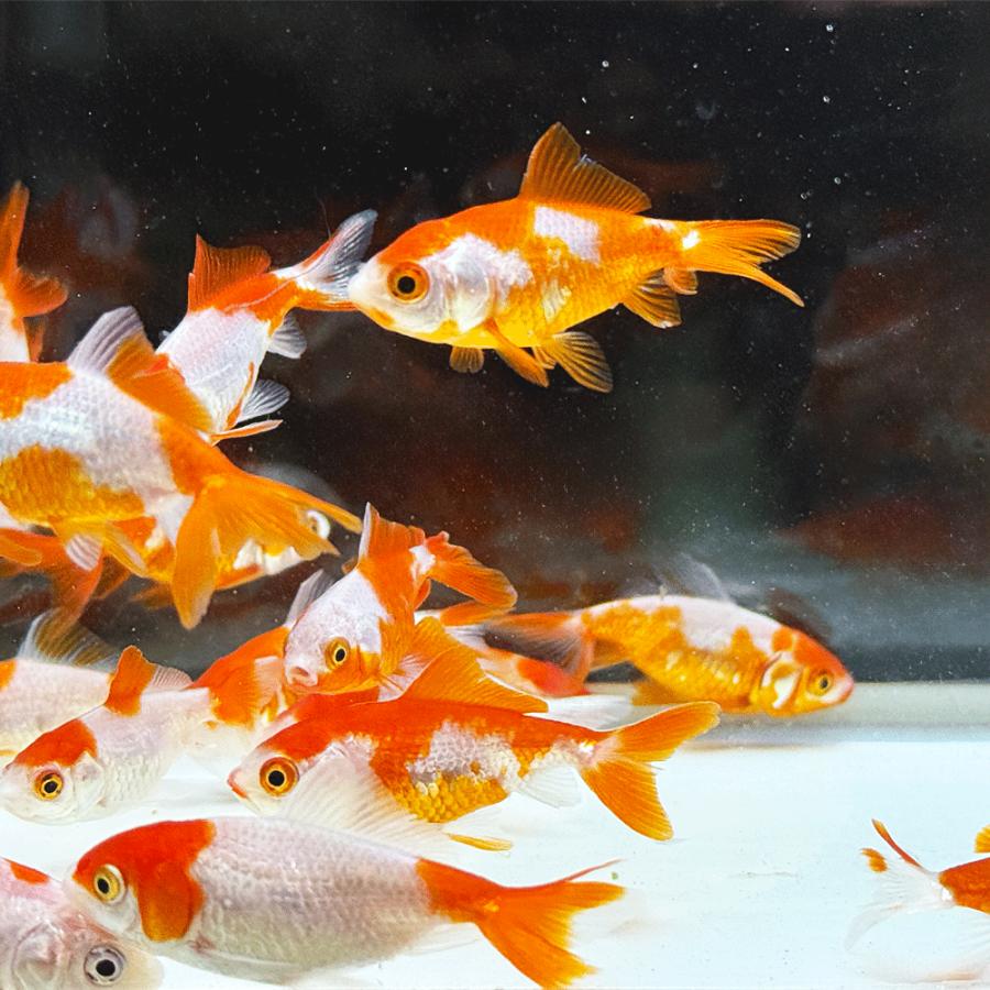 金魚商品【３】 国産】更紗三尾和金 SS 3匹 約4〜5cm前後 金魚 更紗和金 三ツ尾 三つ尾