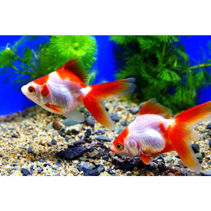 金魚 更紗琉金 1匹 Sサイズ 約3cm 約5cm 国産 エムワイショップアクア 通販 Yahoo ショッピング