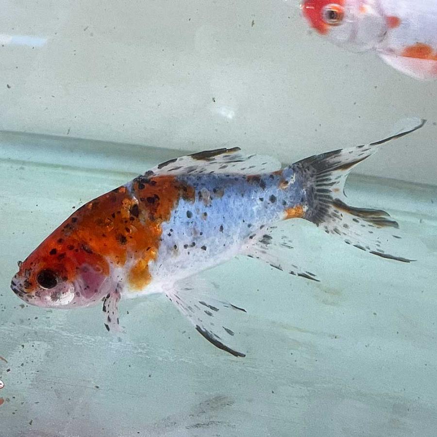 国産 朱文金 1匹 1点物 約21cm前後 金魚 : エムワイショップ