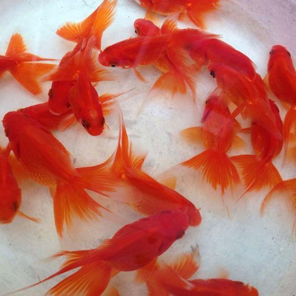 国産 】琉金 素赤系 S 5匹 約3〜5cm 赤琉金 素赤 金魚 川魚 [ 生体