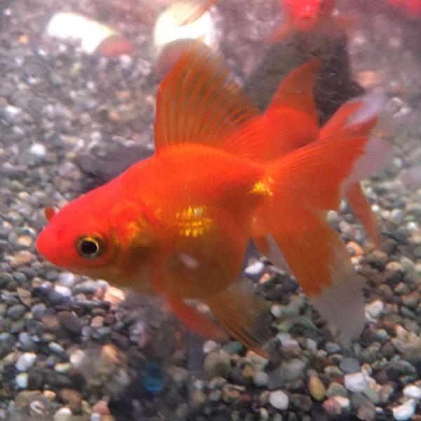 国産 】琉金 素赤系 S 5匹 約3〜5cm 赤琉金 素赤 金魚 川魚 [ 生体
