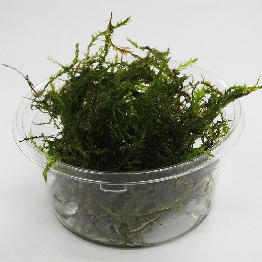 水草 ウィローモス 約20g(無農薬) 国産 金魚藻【ゆうパケット送料無料】【数量限定】 :10000517-1:エムワイショップアクア - 通販 - Yahoo!ショッピング 水草 ウィローモス 約20g(無農薬) 国産 金魚藻【ゆうパケット送料無料】【数量限定】 :10000517-1:エムワイショップアクア - 通販 - Yahoo!ショッピング
