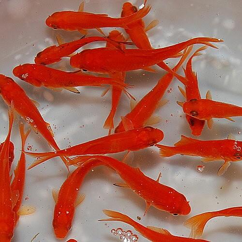 金魚 小姉50匹 エサ用 餌金 エサ 餌 : エムワイショップアクア