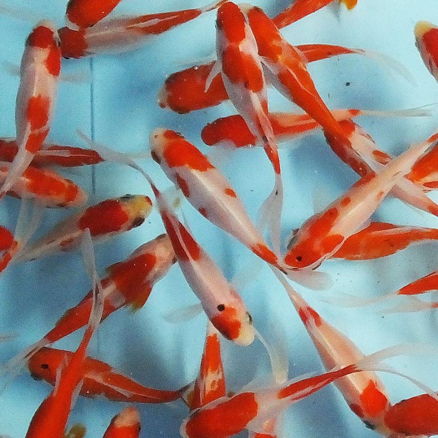 金魚 更紗コメット M 1匹 約8〜12cm前後 金魚 国産