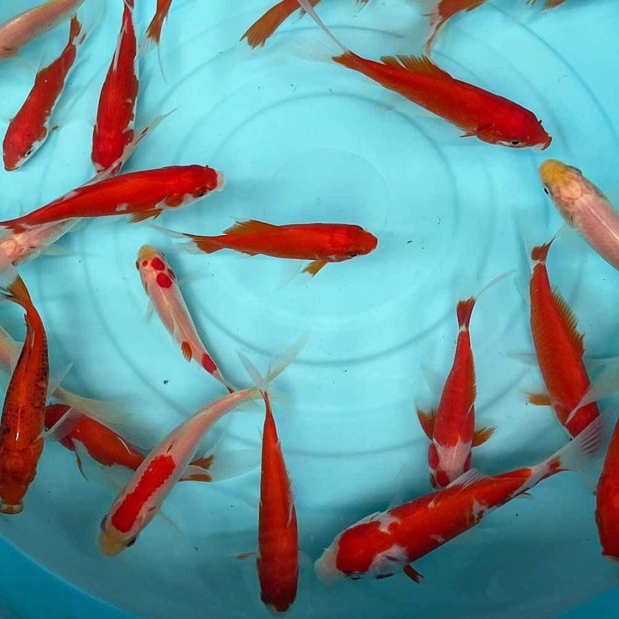 金魚 更紗コメット 超激得sale 5匹 M 約7cm前後 国産