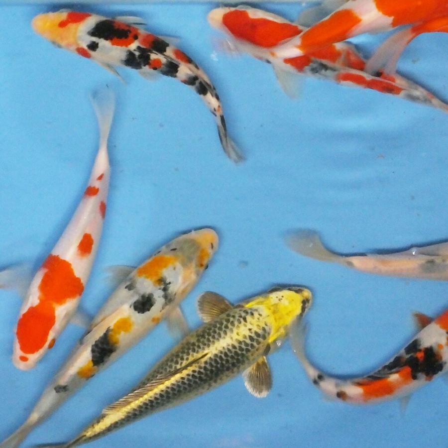 錦鯉Mix LL 5匹 21〜25cm前後 錦鯉 鯉 中華のおせち贈り物 川魚 保証 生体 色鯉