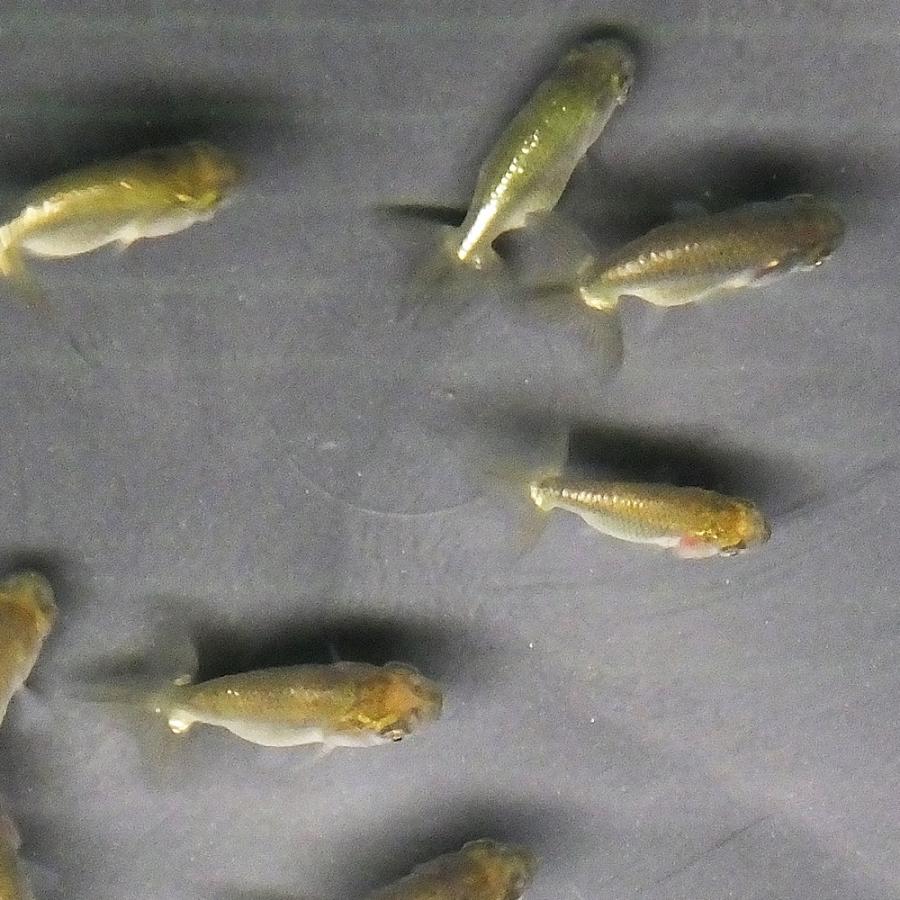 金魚 国産 らんちゅう青仔 約2cm 3cm 5匹 川魚 エムワイショップアクア 通販 Yahoo ショッピング
