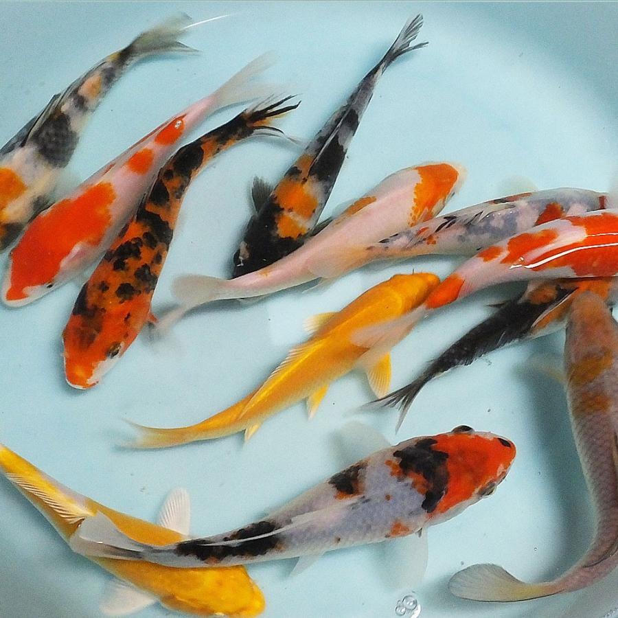 錦鯉 Mix(L) 10匹 16〜21cm前後 ニシキゴイ 鯉 色鯉 : エムワイ 錦鯉 Mix(L) 10匹 16〜21cm前後 ニシキゴイ 鯉 色鯉 : エムワイ
