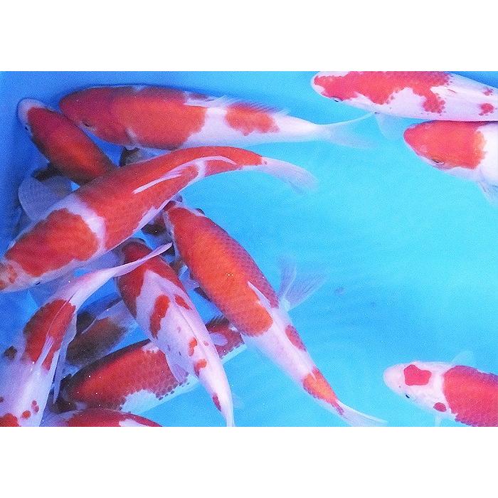 錦鯉　紅白 錦鯉 紅白 1匹 約26cm〜33cm前後 ニシキゴイ 鯉 色鯉 生体 : エムワイ