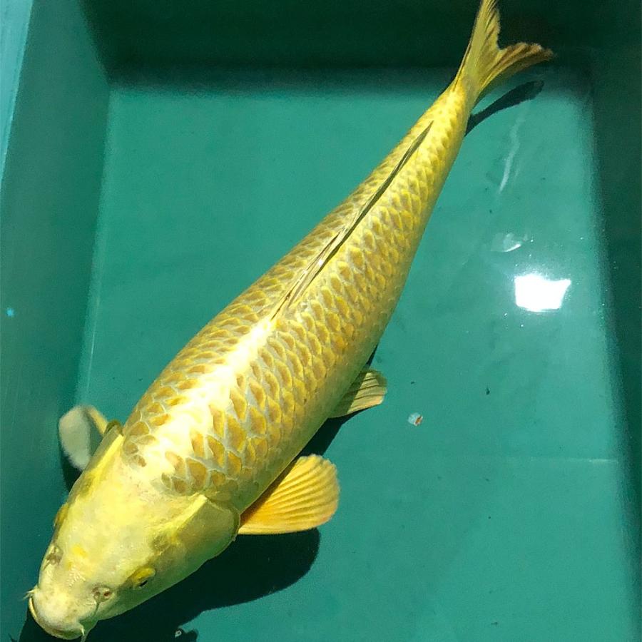 お1人様1点限り 1点物 錦鯉 光物 1匹 鯉 色鯉 51cm前後 生体 黄金 エムワイショップアクア 通販 Yahoo ショッピング 最安値に挑戦 Jeannesauve Org