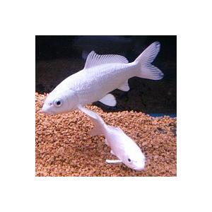錦鯉 プラチナ（M） 5匹 13〜17cm前後 生体 川魚 : エムワイショップ