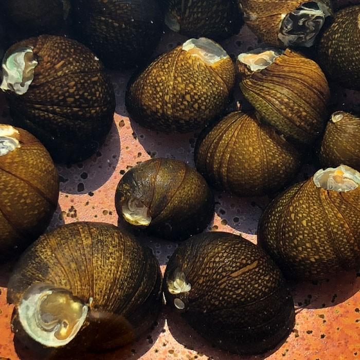 巻き貝に着生した天然苔 水草水槽】石巻貝の致命的なデメリット2点 #25 - YouTube