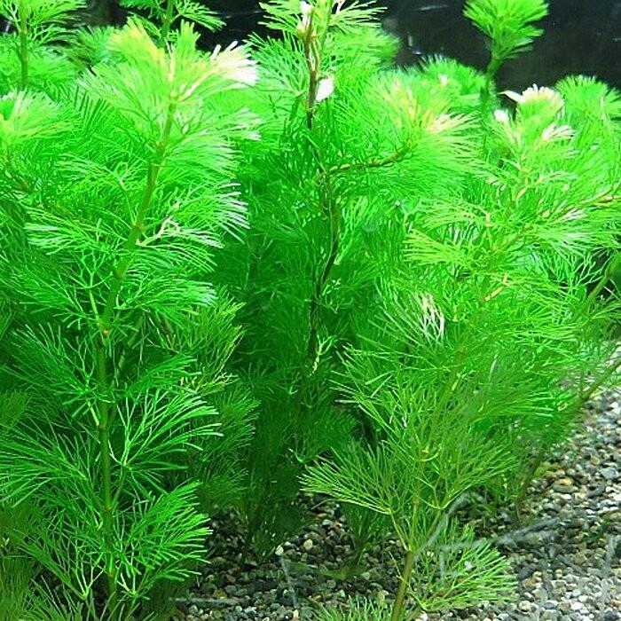 水草 カボンバ 30本 メダカ 金魚藻 アクアリウム ゆうパケット送料無料 メーカー直売