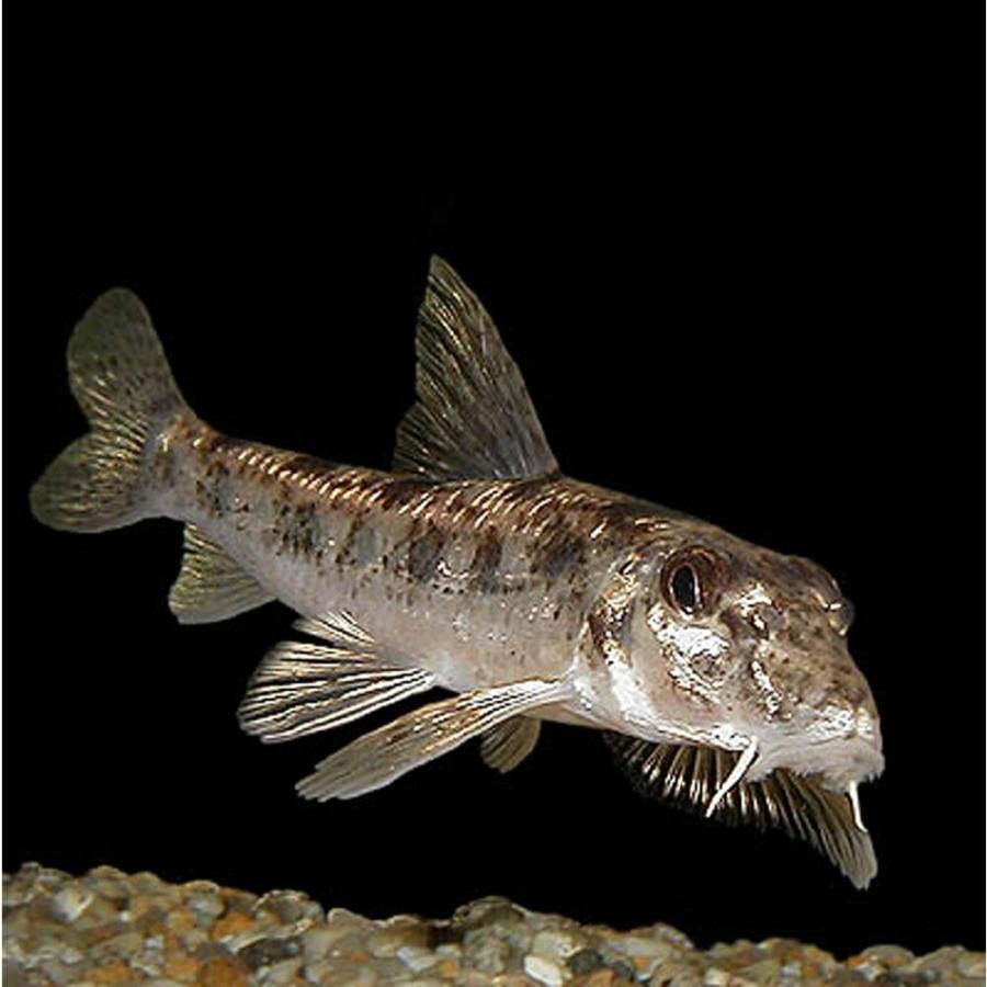 カマツカ1匹 S（4cm〜8cm前後）川魚 水槽内のおそうじ屋さん 淡水魚