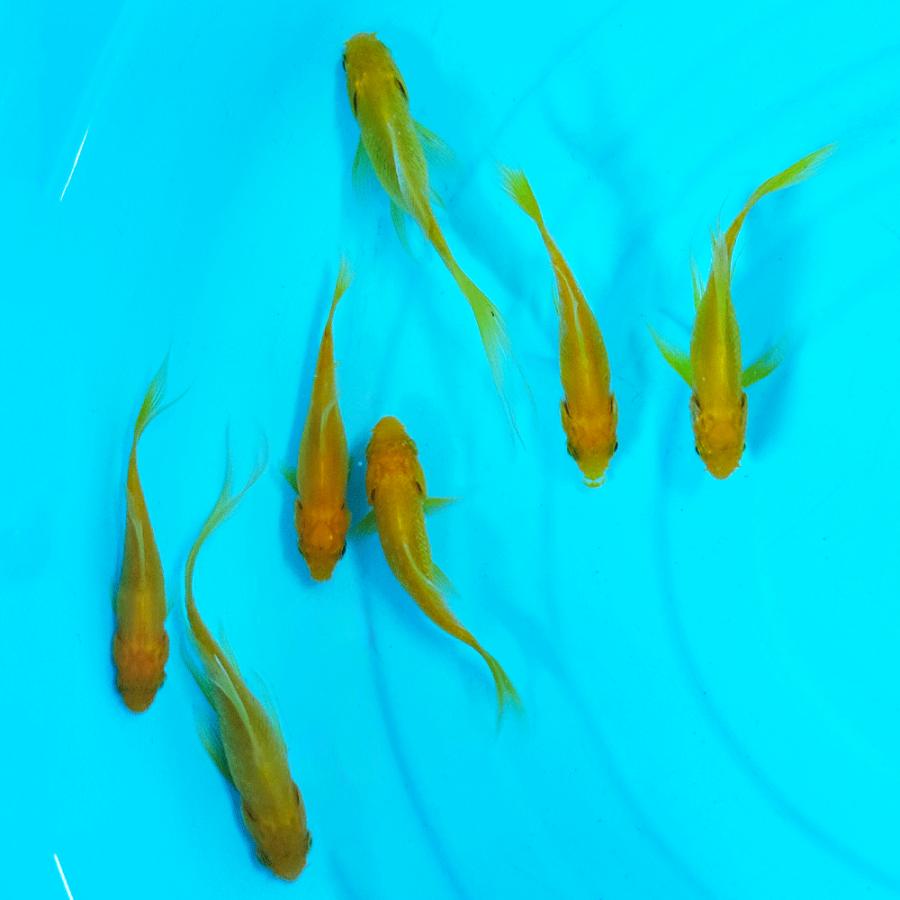 レモンコメット S 5匹 約5〜8cm前後 イエローコメット [ エサ 餌 金魚