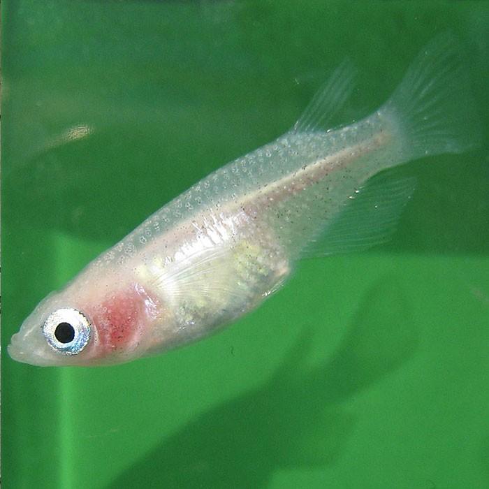 メダカ 白透明鱗メダカ 10匹 透明鱗 めだか 変わりメダカ エムワイショップアクア 通販 Yahoo ショッピング