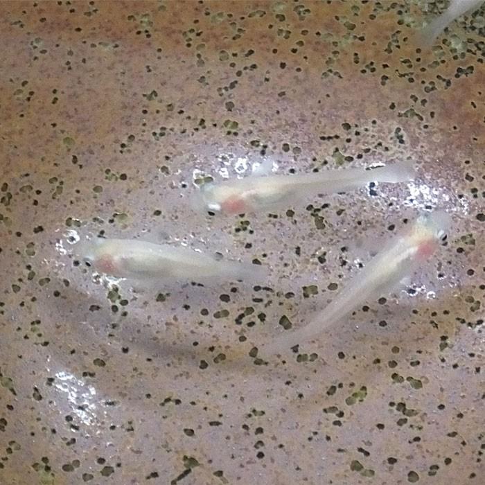 メダカ 白透明鱗メダカ 5匹 透明鱗 めだか 変わりメダカ エムワイショップアクア 通販 Yahoo ショッピング