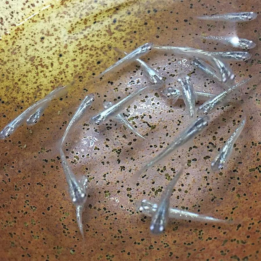 メダカ ブルースターダスト 3匹 みゆき 幹之めだか メダカめだか 変わりメダカ メダカ