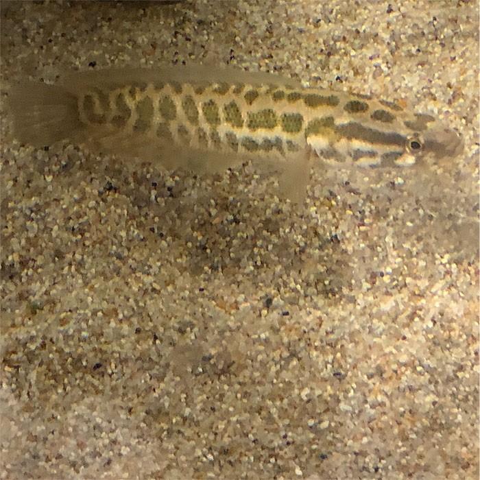 ライギョ カムルチー 1匹 8cm 13cm前後 雷魚 淡水魚 肉食 川魚 エムワイショップアクア 通販 Yahoo ショッピング