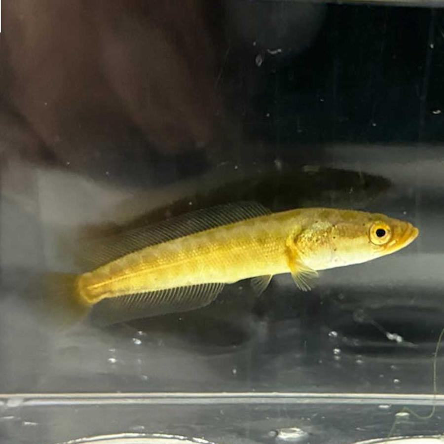 ライギョ 稚魚 カムルチー 1匹 4〜7cm前後 雷魚 淡水魚 肉食 川魚 