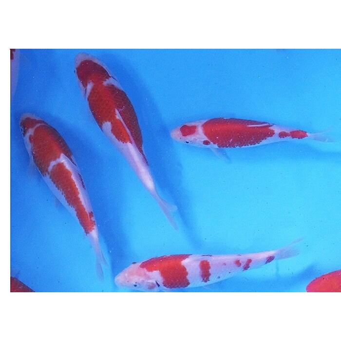 錦鯉　25-50cm 紅白　五色 錦鯉 紅白 （M）1匹 13cm〜16cm前後 ニシキゴイ 鯉 色鯉 生体