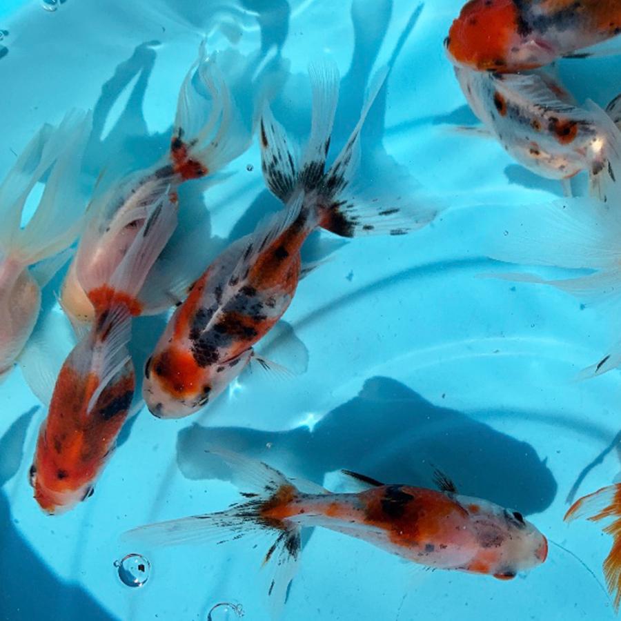 【金魚】 サラサ和金 11番 全長約8センチ 金魚 kingyo 金魚生体 きんぎょ
