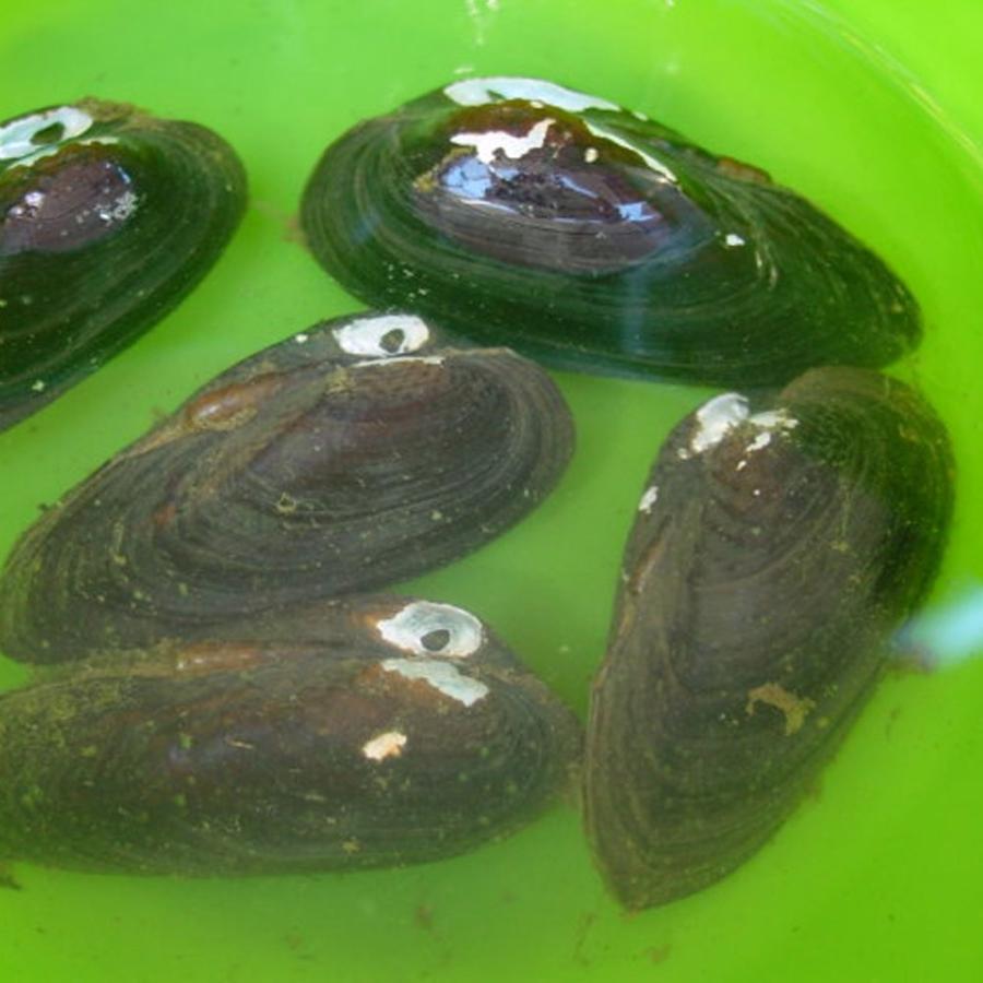 イシガイ3匹 イシ貝 淡水二枚貝 産卵 繁殖 川魚 イシガイ 川魚 タナゴ 淡水魚 エムワイショップアクア 通販 Yahoo ショッピング