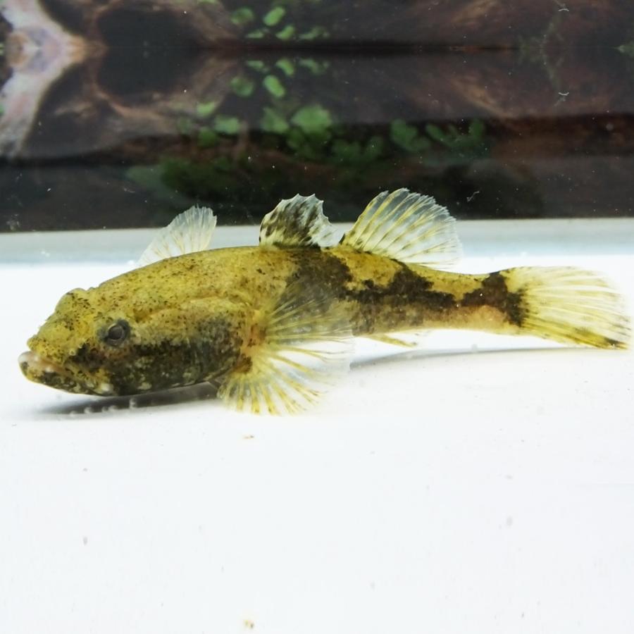 ドンコ 1匹 S 約4cm 6cm前後 川魚 淡水魚 底物 肉食 エムワイショップアクア 通販 Yahoo ショッピング
