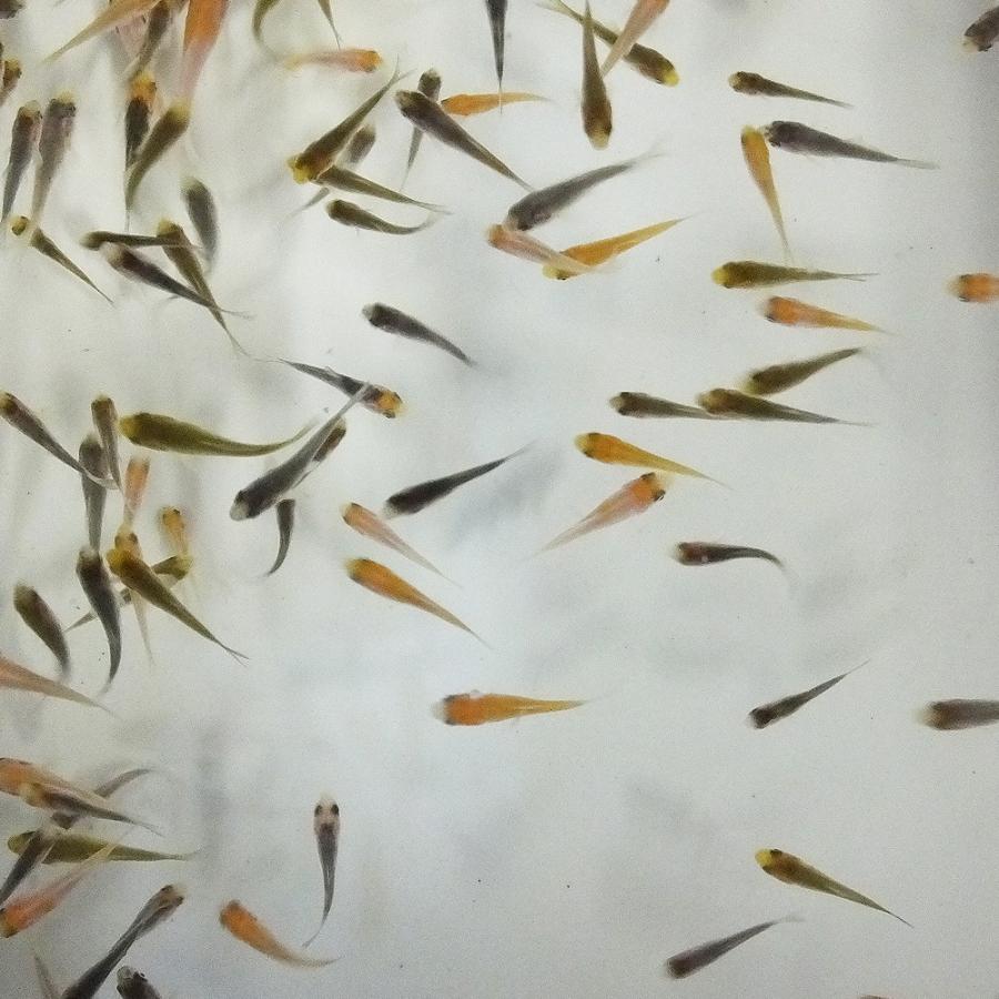 予約販売!![9月上旬より順次出荷] 錦鯉 MIX 稚魚 100匹 1cm〜5cm 生体