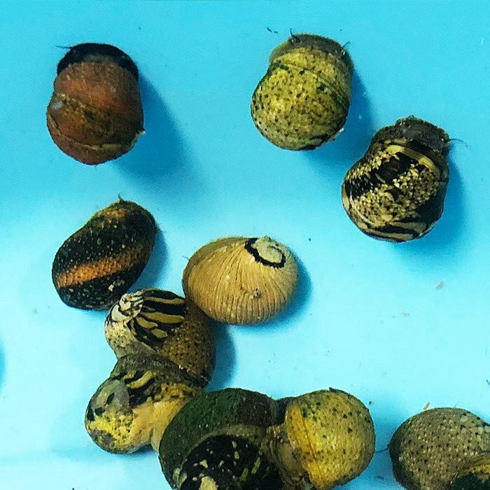 カラー石巻貝 10匹 石巻貝 イシマキガイ コケ取り 淡水貝 エムワイショップアクア 通販 Yahoo ショッピング