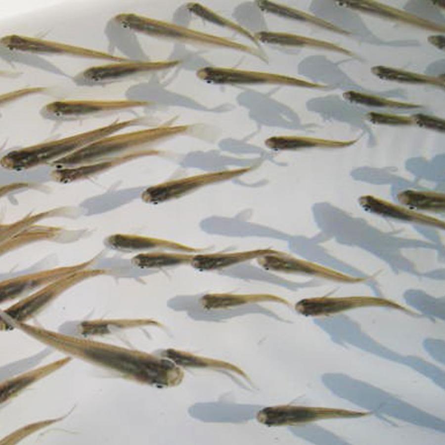 メダカ 黒メダカ 匹 めだか クロメダカ エムワイショップアクア 通販 Yahoo ショッピング