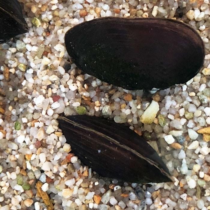 イシガイ15匹 イシ貝 淡水二枚貝 産卵 繁殖 川魚 エムワイショップアクア 通販 Yahoo ショッピング