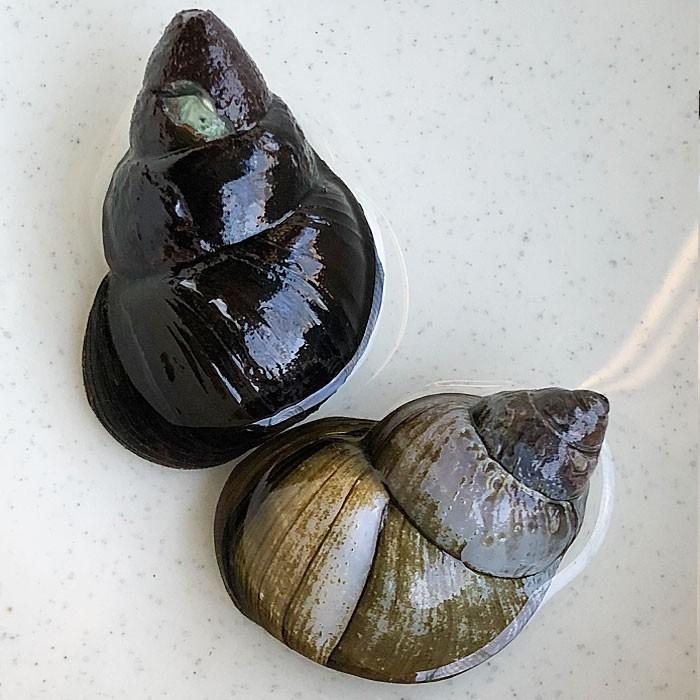 激安人気新品 観賞魚生体 オオタニシ10匹 川魚 大型 淡水 コケ取り 淡水貝 タニシ Www Virginiawaldenford Com