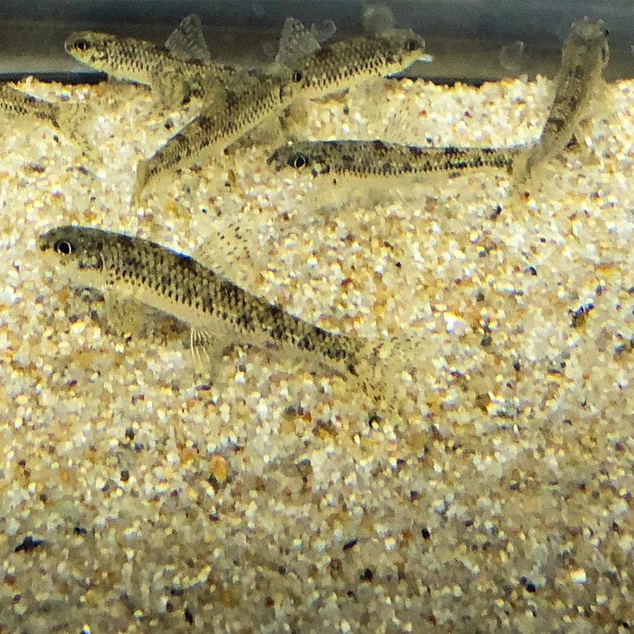 ゼゼラ 1匹 4cm 8cm前後 川魚 生体 淡水魚 1 エムワイショップアクア 通販 Yahoo ショッピング