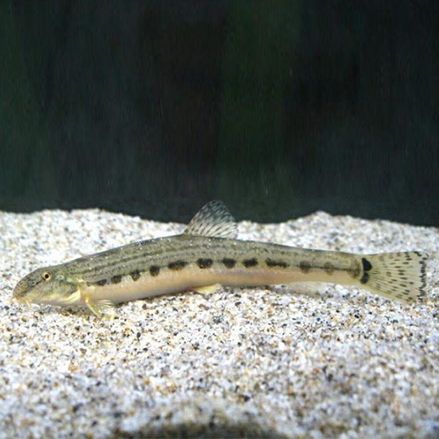 シマドジョウ1匹 L 7cm 11cm前後 どじょう 淡水魚 川魚 エムワイショップアクア 通販 Yahoo ショッピング