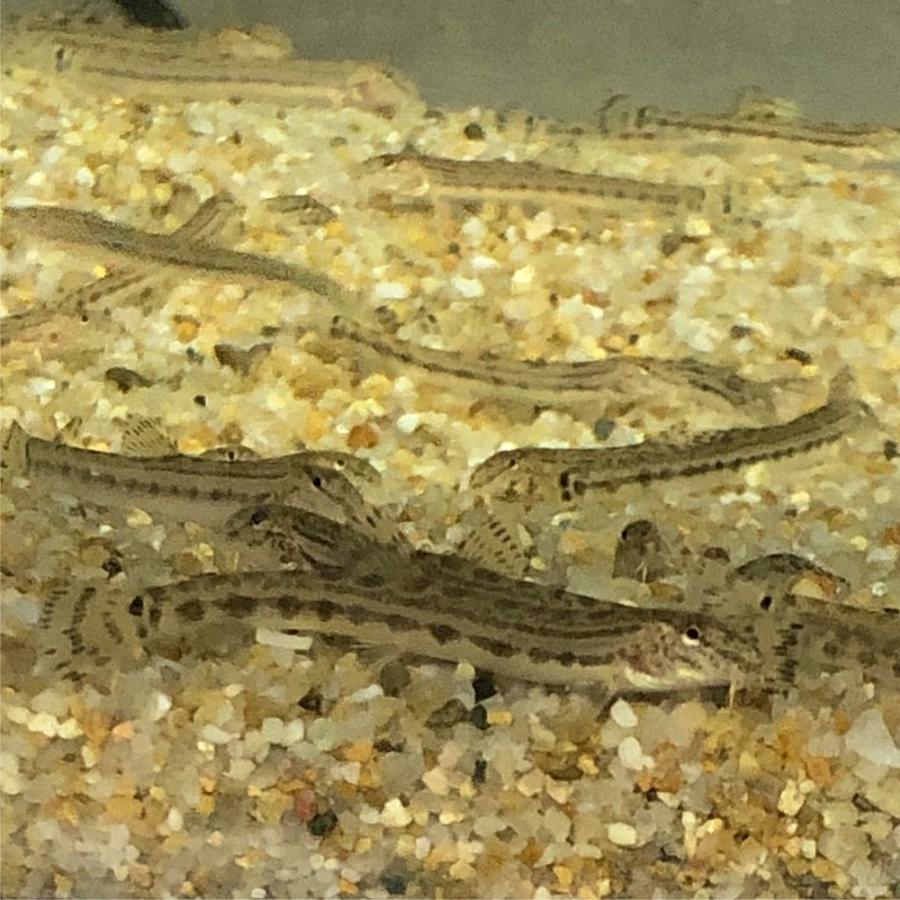 シマドジョウ10匹 S M 3cm 7cm前後 どじょう 淡水魚 川魚 エムワイショップアクア 通販 Yahoo ショッピング