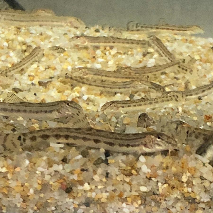 シマドジョウ10匹 S M 3cm 7cm前後 どじょう 淡水魚 川魚 エムワイショップアクア 通販 Yahoo ショッピング