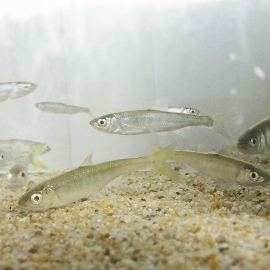 オイカワ 1匹 M 8cm 12cm前後 淡水魚 川魚 エムワイショップアクア 通販 Yahoo ショッピング