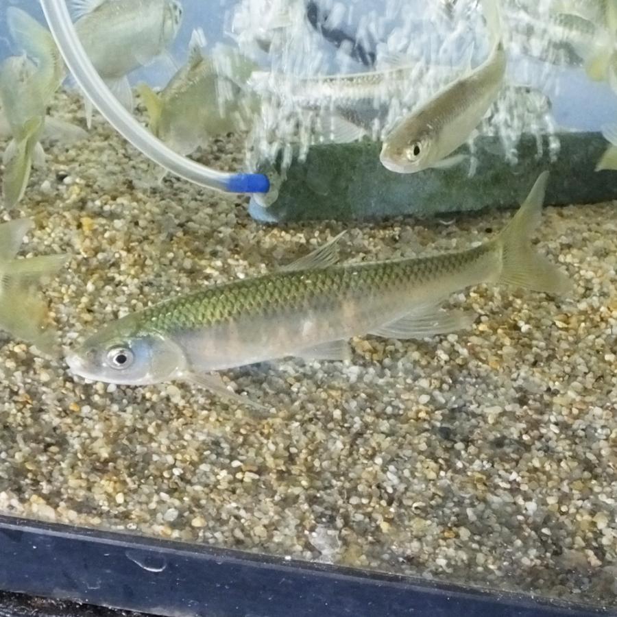 オイカワ 1匹 L 12cm 15cm前後 淡水魚 川魚 エムワイショップアクア 通販 Yahoo ショッピング