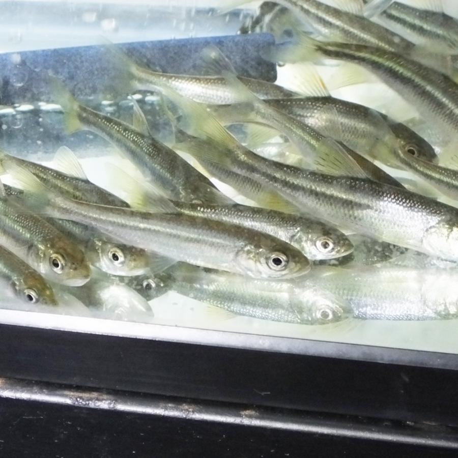 カワムツ 5匹 M 8cm 12cm前後 タナゴ 淡水魚 川魚 エムワイショップアクア 通販 Yahoo ショッピング