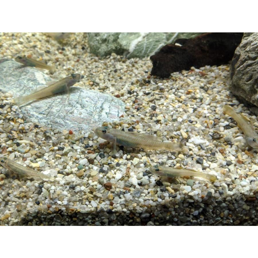 コウライモロコ 5匹 5cm 10cm前後 淡水魚 川魚 エムワイショップアクア 通販 Yahoo ショッピング