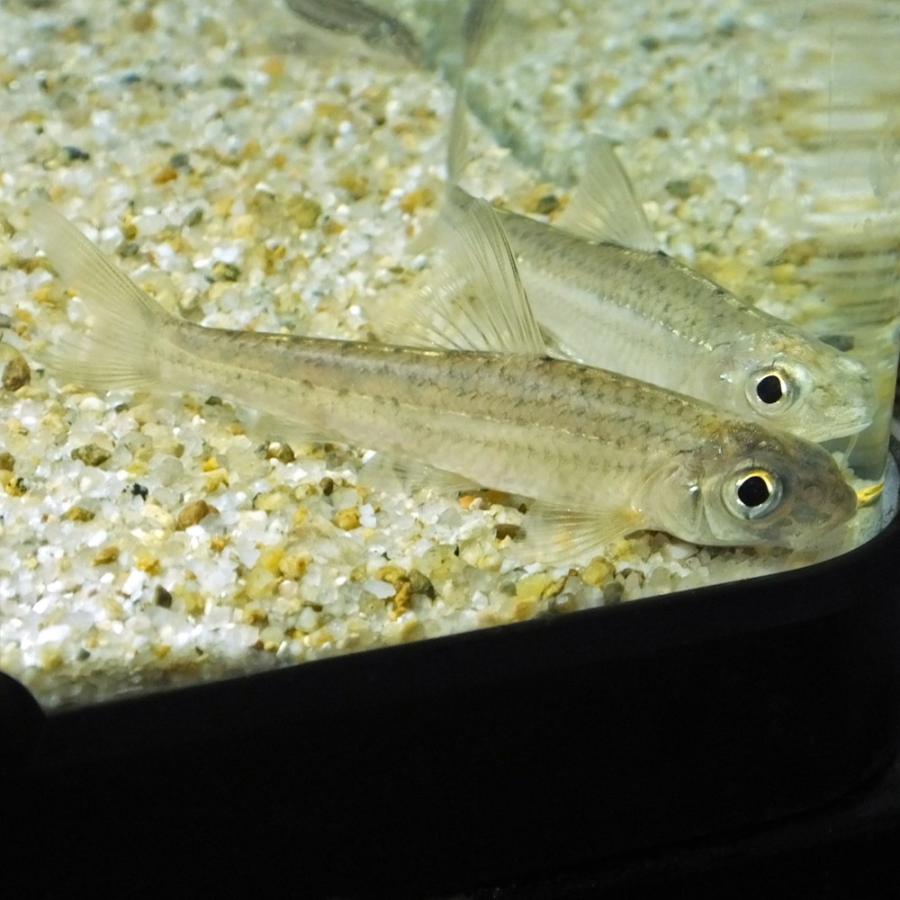 コウライモロコ 1匹 5cm 10cm前後 淡水魚 川魚 エムワイショップアクア 通販 Yahoo ショッピング