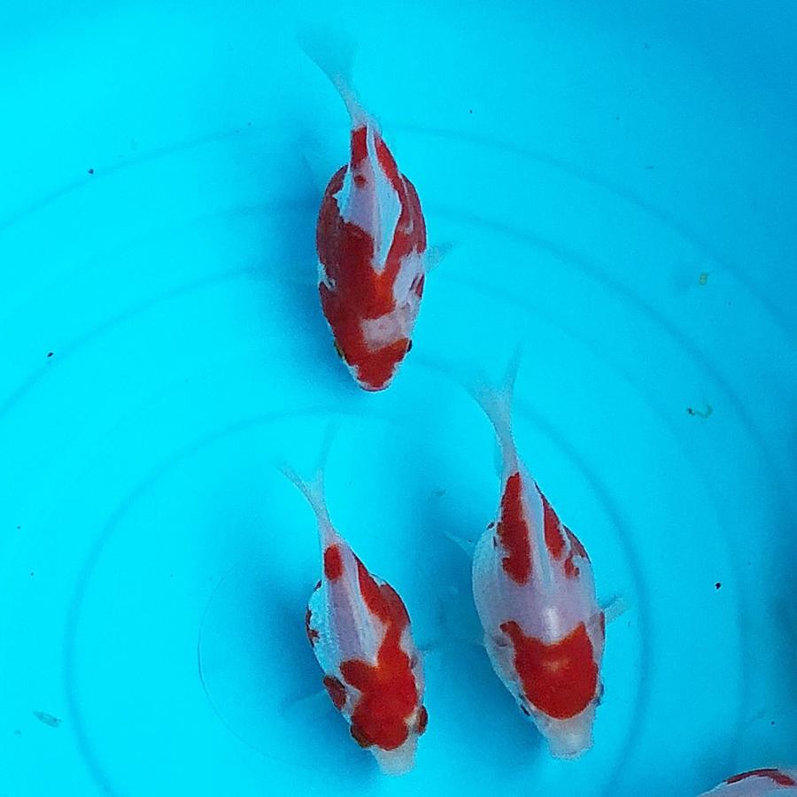 金魚　玉サバ 更紗 1匹　（M）6cm〜10cm前後　 タマサバ 新潟県産｜emuwaifarm