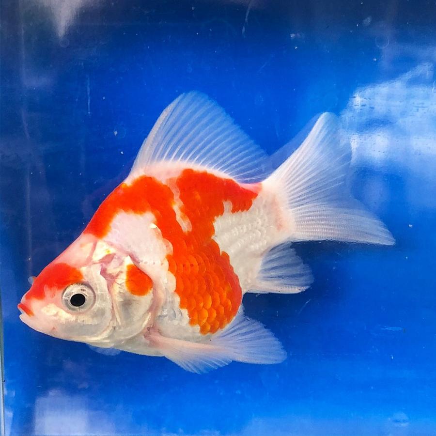 金魚 玉サバ 更紗 1匹 （M）6cm〜10cm前後 タマサバ 新潟県産