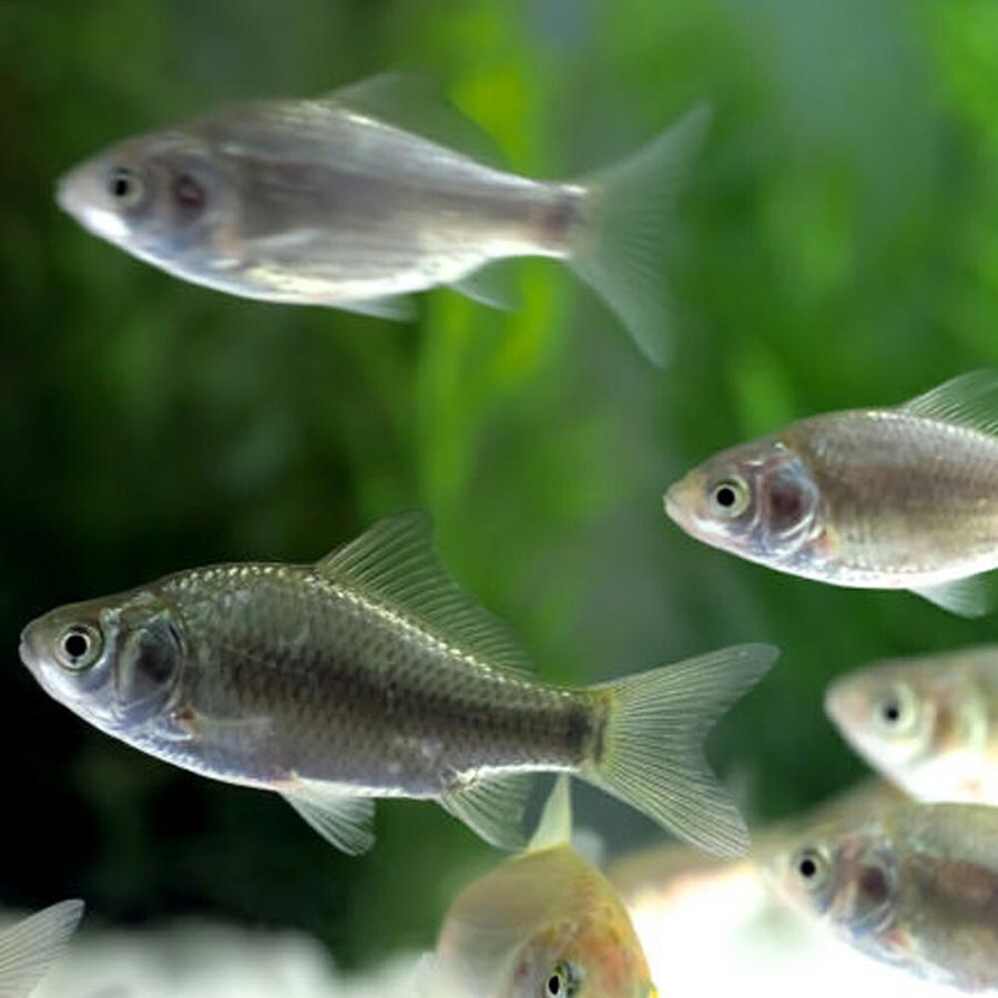 ギンブナ フナ 5匹 S 2cm 5cm前後 川魚 淡水魚 エムワイショップアクア 通販 Yahoo ショッピング