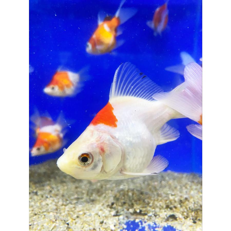 金魚 玉サバMix （M）6cm〜10cm前後 1匹 タマサバ 新潟県産