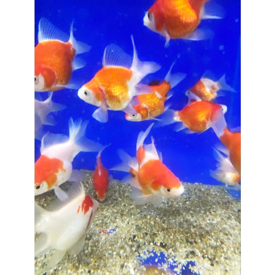 金魚 玉サバMix (M)6cm〜10cm前後 5匹 タマサバ 新潟県産 金魚 玉サバMix (M)6cm〜10cm前後 5匹 タマサバ 新潟県産