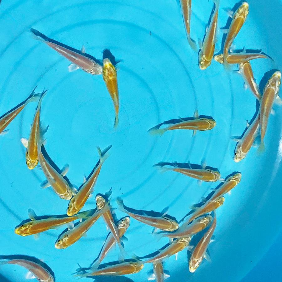 錦鯉 山吹黄金 稚魚 30匹 2 5ｃｍ 生体 黄金 山吹黄金 ペット用品 生き物