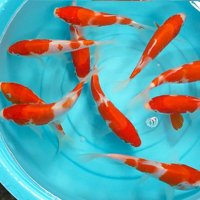 錦鯉 紅白 （M）5匹 13cm〜16cm前後 ニシキゴイ 鯉 色鯉 生体 