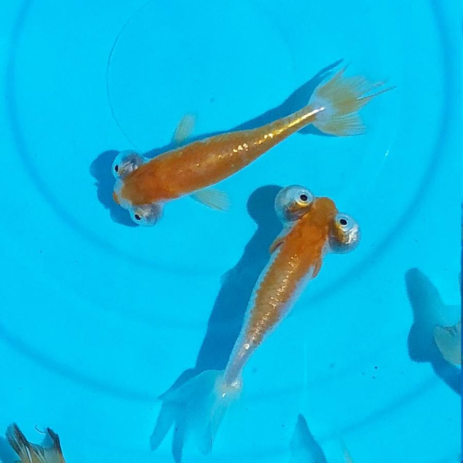 金魚 頂天眼 7cm前後 3匹 素赤 更紗 国産 チョウテンガン エムワイショップアクア 通販 Yahoo ショッピング